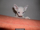 sphynxgatos - mejor precio | unprecio.es