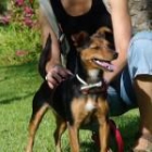 ADOPTA A NUESTRA BETTY, TE ALEGRARÁS!! - mejor precio | unprecio.es