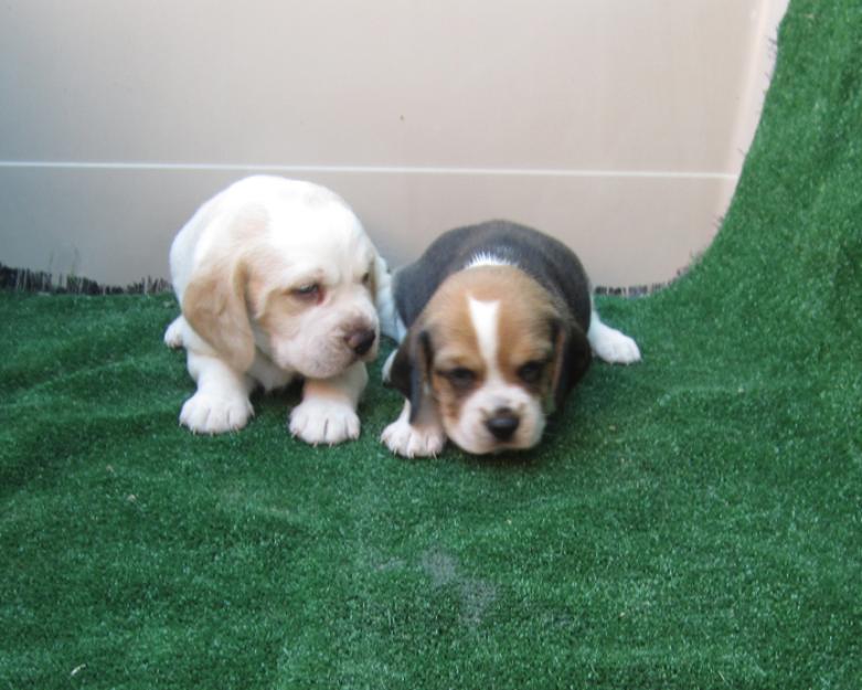 Beagles bicolores y tricolores con pedigri preciosos