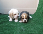 Beagles bicolores y tricolores con pedigri preciosos - mejor precio | unprecio.es