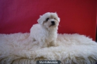 Bichon Maltes de excelente caracter Sociables y juguetones - mejor precio | unprecio.es