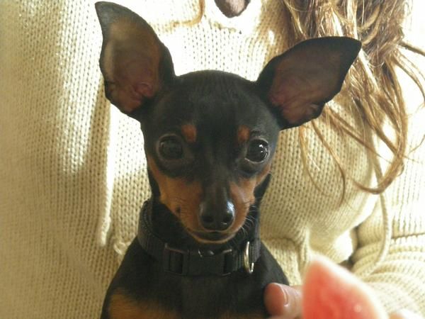 busco hembra mini pinscher para apareamiento