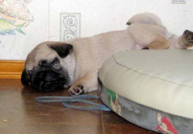 Carlino