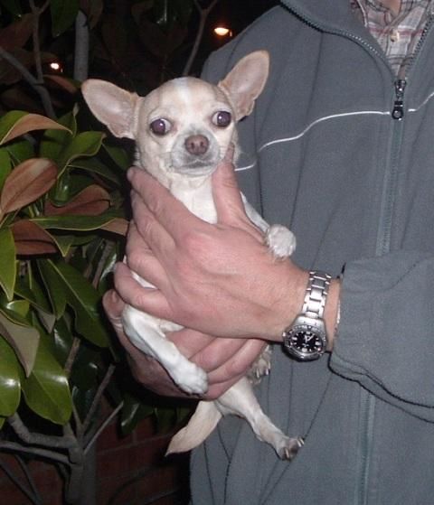 Chihuahua adulta para cría
