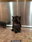 Gatitos PERSA - mejor precio | unprecio.es