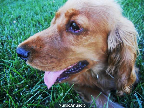 SE OFRECE MACHO COCKER SPANIEL PARA MONTA