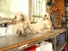 setter ingles venta - mejor precio | unprecio.es
