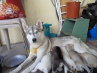 vendo hermosos cachorros hosky siberian honduras - mejor precio | unprecio.es