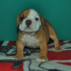 Bulldog Inglés , machos & hembras disponibles inscritos en Loe , padres a la vista - mejor precio | unprecio.es
