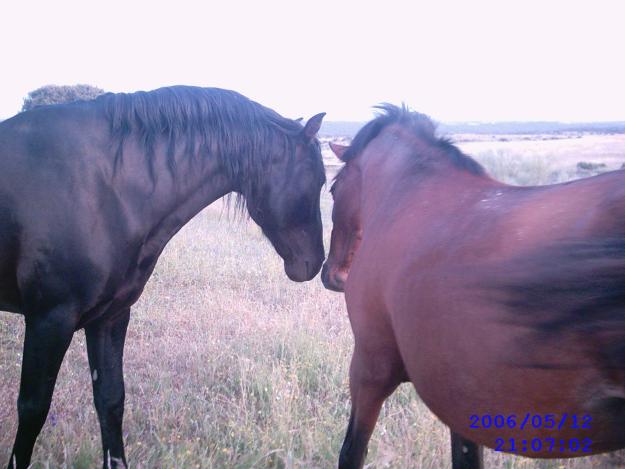 CABALLOS DE PURA RAZA ESPAÑOLA