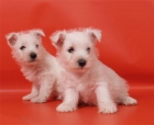 Cachorros de West higland ¡muy buen precio! - mejor precio | unprecio.es