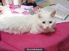 CAT MARAVILLOSO GATO BLANCO EN ADOPCION-SEG-MAD - mejor precio | unprecio.es