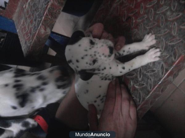 dalmatas de calidad
