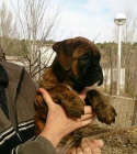 Excelente cachorro boxer con pedigree - mejor precio | unprecio.es