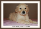 Golden Retriever - mejor precio | unprecio.es