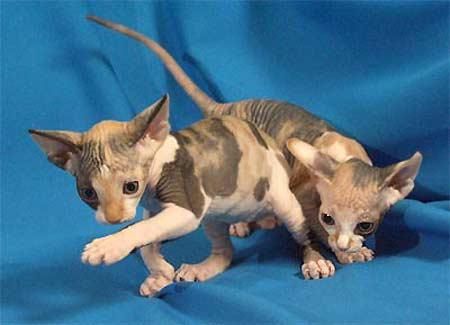 macho y hembra gatitos Sphynx (11 semanas, 6 días de edad)
