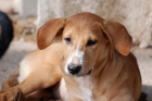 Milana, cachorra dulce y cariñosa, necesita un hogar - mejor precio | unprecio.es