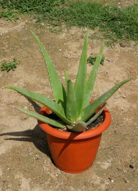 aloe de navidad