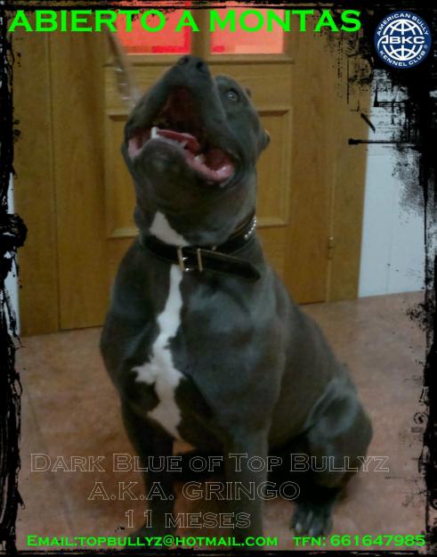 AMERICAN BULLY PARA MONTAS