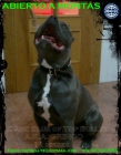 AMERICAN BULLY PARA MONTAS - mejor precio | unprecio.es