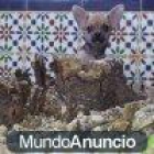 Cachorrito de Chihuahua - mejor precio | unprecio.es