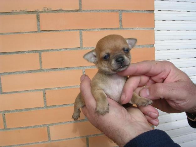 Chihuahuas