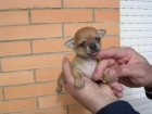 Chihuahuas - mejor precio | unprecio.es