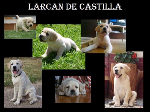 Labrador & Golden Retriever  Larcan de Castilla - Inmejorable Calidad/Precio