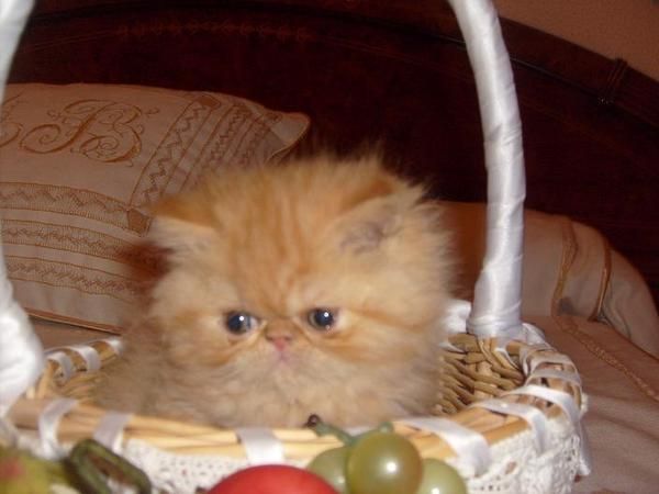 preciosa gatita persa roja taby de dos meses