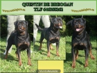 Ultimos ejemplares hembra de excelente camada de rottweilers - mejor precio | unprecio.es