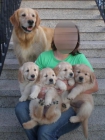 VENDO PRECIOSA CACHORRA DE GOLDEN RETRIEVER DORADA - mejor precio | unprecio.es