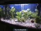 Acuario 80 litros en Granada - mejor precio | unprecio.es