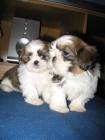 Adorables shih tzu - mejor precio | unprecio.es