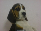 BEAGLE perro alegre, perros, cachorros, criadero, venta. - mejor precio | unprecio.es