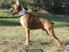 Cachorro DE 9 MESES boxer con gran linea de sangre - mejor precio | unprecio.es