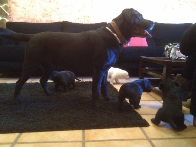 Cachorros de labrador retriever con pedigree