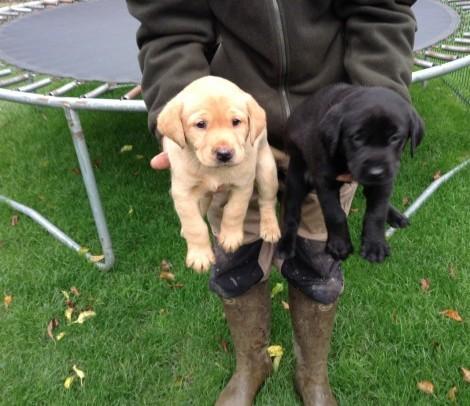 machos y hembras Labrador Retriever cachorros