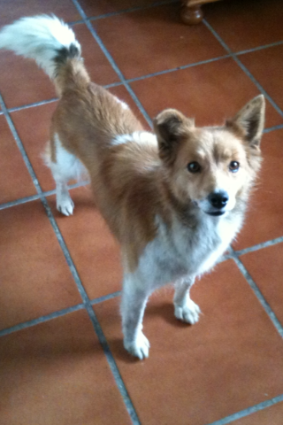 perrita abandonada busca hogar