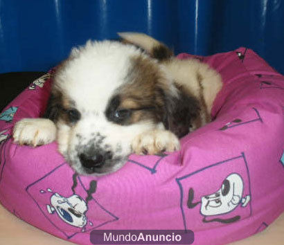 San Bernardo, excelentes y adorables - Barcelona