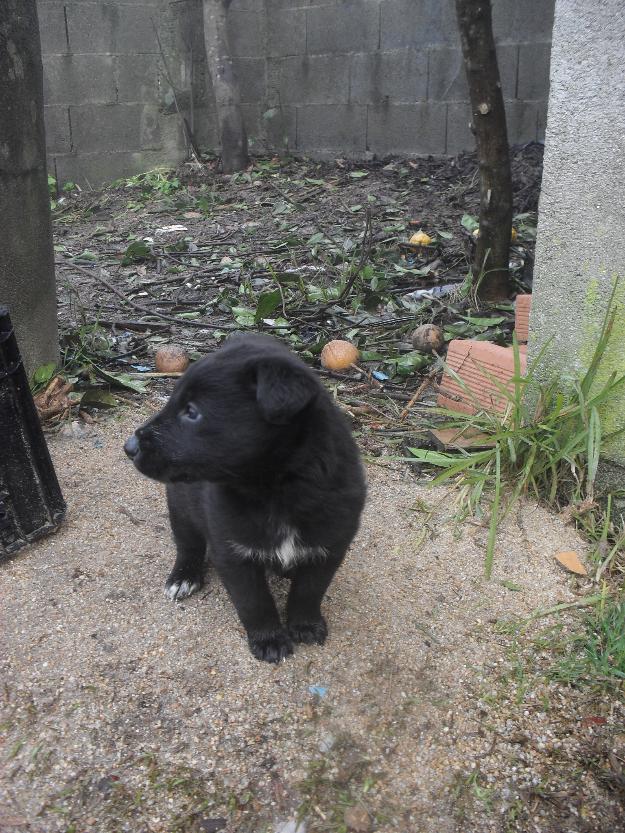 Se regalan cachorros (madre pastor belga