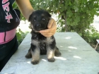 se venden cachorritos pastor aleman - mejor precio | unprecio.es