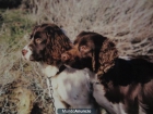 Springer Spaniel de Quejigoso - mejor precio | unprecio.es