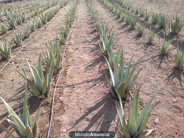 VENTA DE ALOE VERA