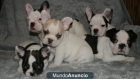 BULLDOG FRANCES VAQUITAS DE 3 MESES - mejor precio | unprecio.es