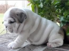 Bulldog ingles machos y hembras - mejor precio | unprecio.es