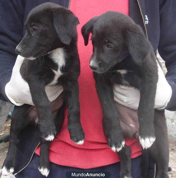 Cachorros en adopcion solo quedan 4