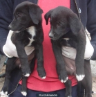 Cachorros en adopcion solo quedan 4 - mejor precio | unprecio.es