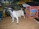 Carlino hembra 395 euros - mejor precio | unprecio.es