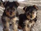 ESTETICA CANINA yorkshire terrier - mejor precio | unprecio.es