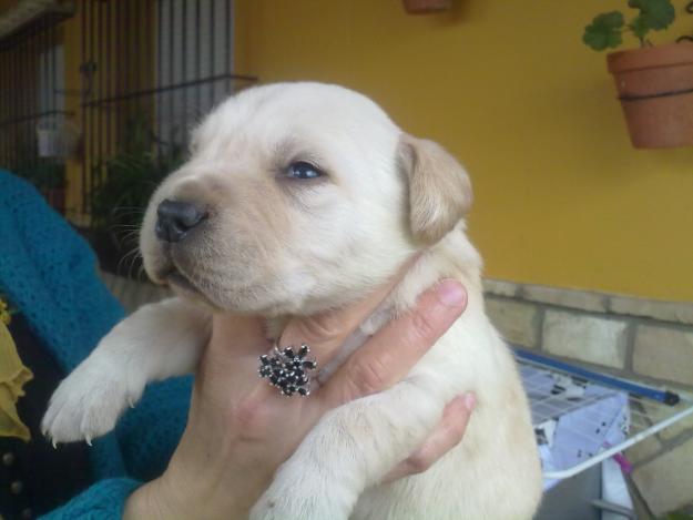 impresionantes cachorros de LABRADOR DORADOS Y NEGROS CON PEDIGREE 360 euros